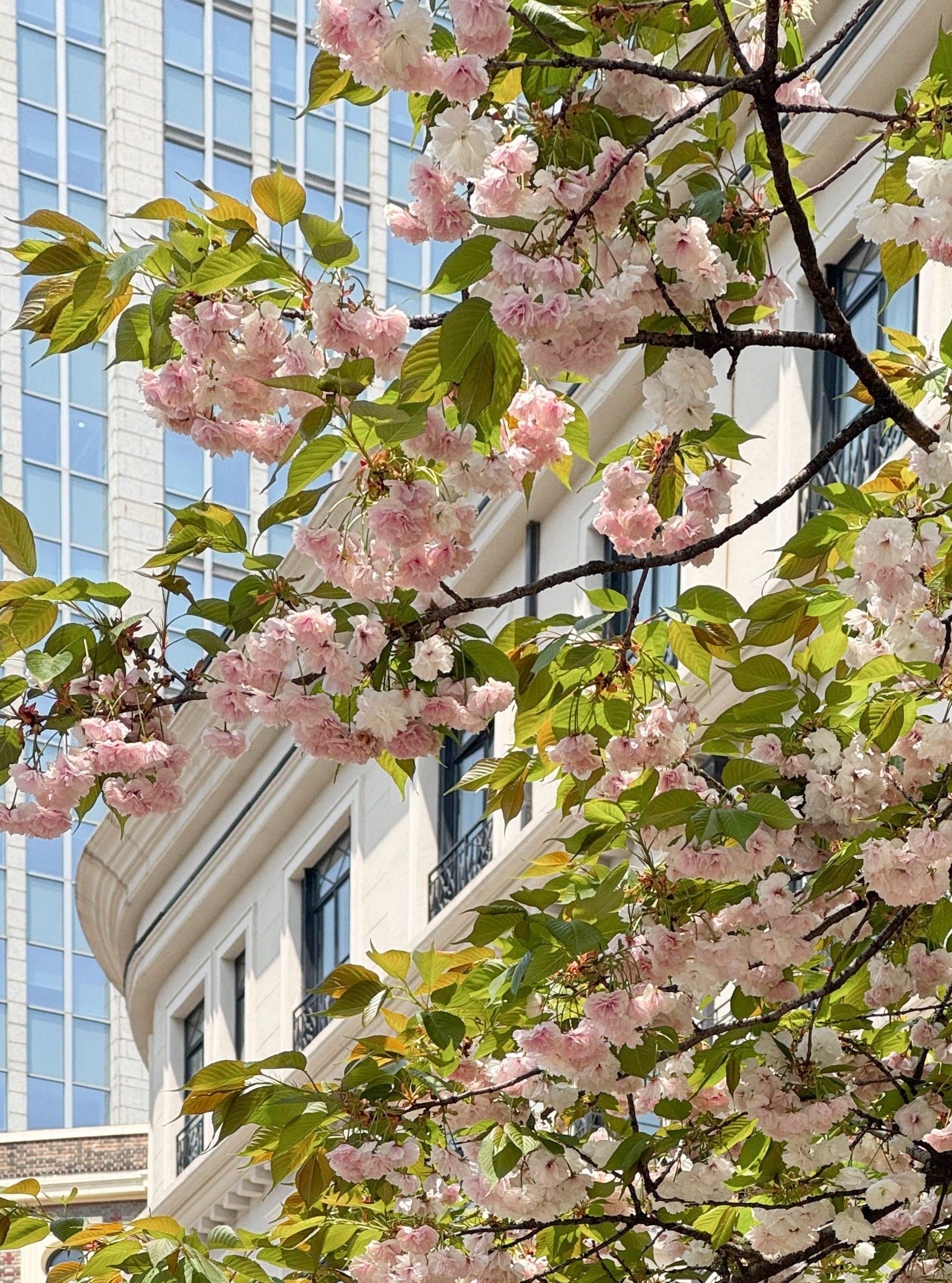 上海春季樱花 顾村公园 爱上海春天